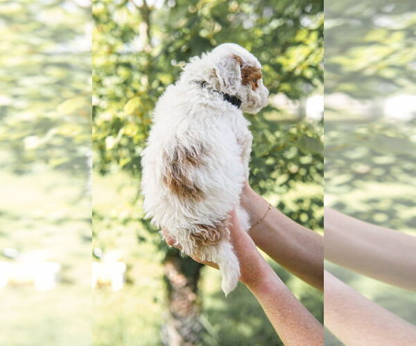 Medium Photo #30 Goldendoodle (Miniature) Puppy For Sale in FREDERICA, DE, USA