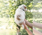 Small Photo #30 Goldendoodle (Miniature) Puppy For Sale in FREDERICA, DE, USA