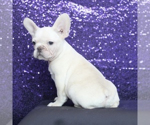 French Bulldog Puppy for sale in LAKEWOOD VILLAGE, TX, USA