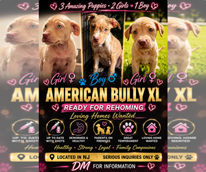 American Bully Puppy for sale in BLOOMFIELD, NJ, USA