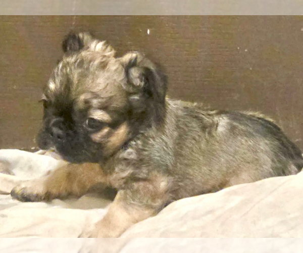 Medium Photo #4 French Bulldog Puppy For Sale in NORTH HAMPTON, NH, USA