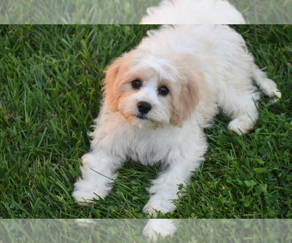 Medium Photo #4 Cavachon Puppy For Sale in ELDORADO, OH, USA