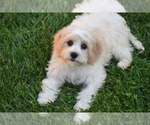 Small #3 Cavachon