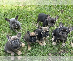 French Bulldog Puppy for Sale in DADE CITY, Florida USA
