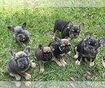 Small Photo #1 French Bulldog Puppy For Sale in DADE CITY, FL, USA