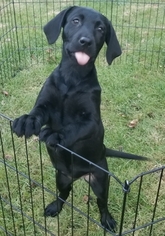 Labrador Retriever Puppy for sale in WARREN, MA, USA