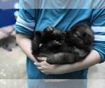 Small Photo #29 German Shepherd Dog Puppy For Sale in REDFIELD, AR, USA