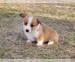 Small Photo #3 Pembroke Welsh Corgi Puppy For Sale in CLARK, MO, USA
