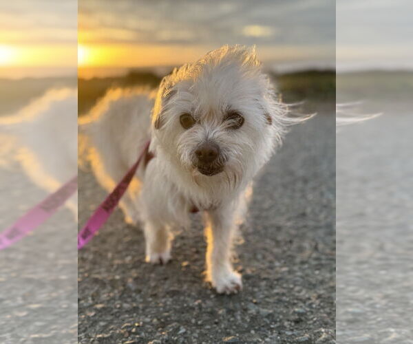 Medium Photo #10 Maltese-Unknown Mix Puppy For Sale in Pacifica, CA, USA