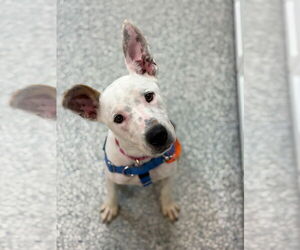 American Staffordshire Terrier-Unknown Mix Dogs for adoption in Sayreville, NJ, NJ, USA