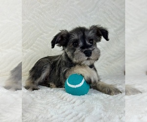 Schnauzer (Miniature) Puppy for sale in GREENFIELD, IN, USA