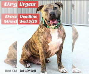 Mutt Dogs for adoption in Sacramento, CA, USA