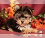 Small Photo #9 Morkie Puppy For Sale in SAFFORD, AZ, USA
