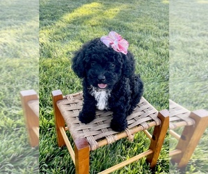 Poodle (Miniature) Puppy for sale in COAL CITY, IN, USA