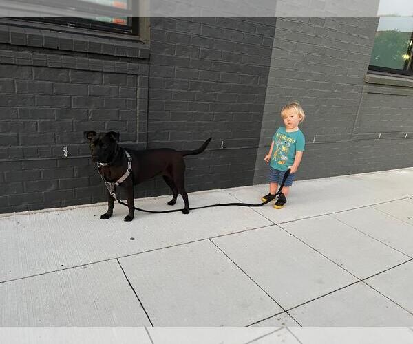 Medium Photo #2 German Shepherd Dog-Unknown Mix Puppy For Sale in Yardley, PA, USA