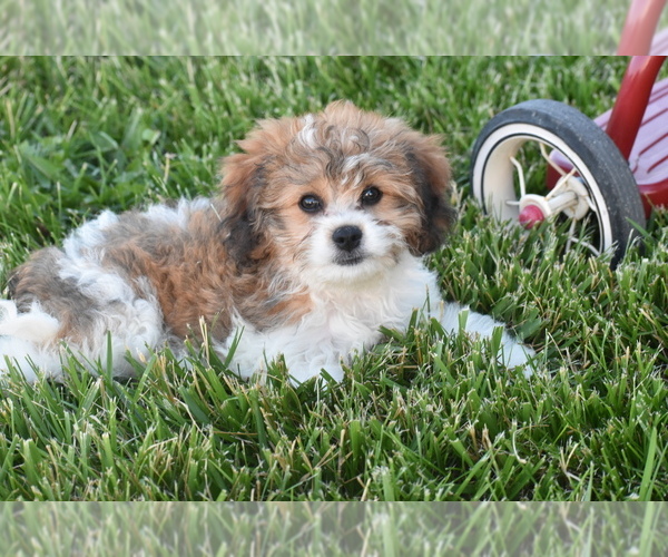 Medium Photo #5 Cavachon Puppy For Sale in ELDORADO, OH, USA