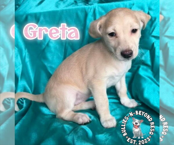 Medium Photo #4 Mutt Puppy For Sale in Omaha, NE, USA