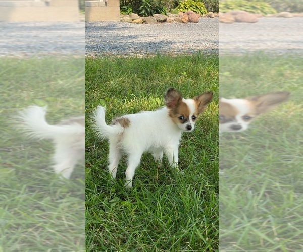 Medium Photo #3 Papillon Puppy For Sale in CANOGA, NY, USA
