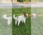 Small #2 Papillon