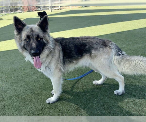 Medium Photo #2 Norwegian Elkhound-Unknown Mix Puppy For Sale in Martinez, CA, USA