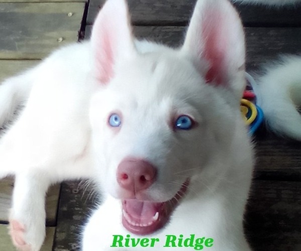 Medium Photo #1 Siberian Husky Puppy For Sale in GONZALES, LA, USA