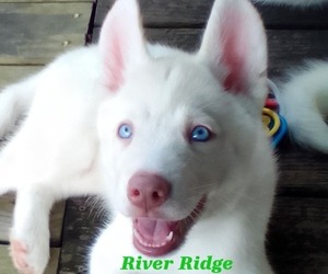 Siberian Husky Puppy for sale in GONZALES, LA, USA