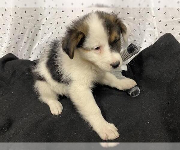 Medium Photo #1 Australian Shepherd-Unknown Mix Puppy For Sale in Modesto, CA, USA
