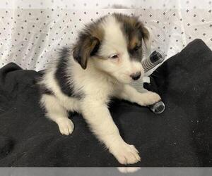 Australian Shepherd-Unknown Mix Dogs for adoption in Modesto, CA, USA