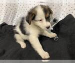 Small Australian Shepherd Mix