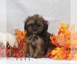 Small #1 ShihPoo