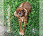 Small #5 Cavalier King Charles Spaniel