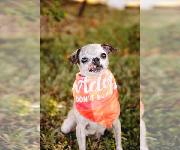 Medium Photo #6 Jack Chi Puppy For Sale in Princeton, MN, USA