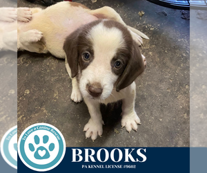 Beagle-Unknown Mix Dogs for adoption in Kimberton, PA, USA