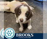 Small Beagle Mix