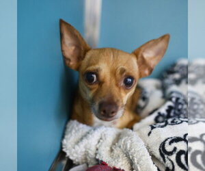 Chihuahua-Unknown Mix Dogs for adoption in San Antonio, TX, USA