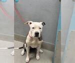 Small American Pit Bull Terrier Mix