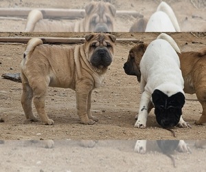 Chinese Shar-Pei Puppy for sale in APPLE VALLEY, CA, USA