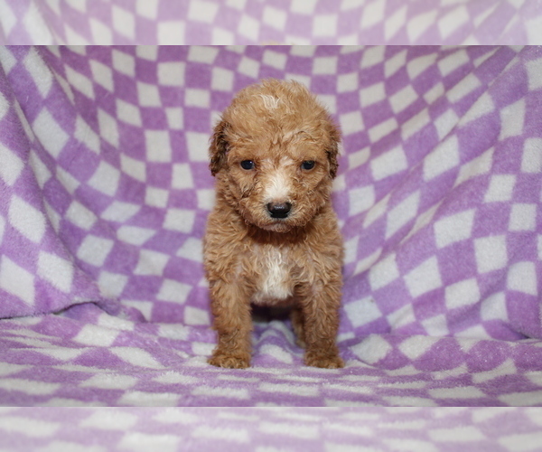Medium Photo #2 Poodle (Standard) Puppy For Sale in BLOOMINGTON, IN, USA