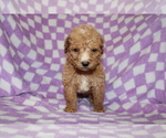 Small Photo #2 Poodle (Standard) Puppy For Sale in BLOOMINGTON, IN, USA