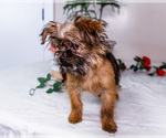 Small Photo #28 Shorkie Tzu Puppy For Sale in WAKARUSA, IN, USA