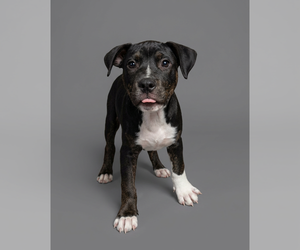 Medium Photo #2 American Staffordshire Terrier-Unknown Mix Puppy For Sale in Holly Springs, NC, USA