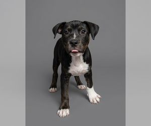 Willow- Brynns litter - Female American Staffordshire Terrier-Unknown Mix Dog for Adoption - Photo #2