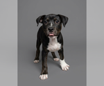 Small Photo #2 American Staffordshire Terrier-Unknown Mix Puppy For Sale in Holly Springs, NC, USA