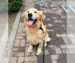 Small #1 Golden Retriever