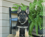 Puppy Rocky German Shepherd Dog