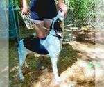 Small #1 Mutt