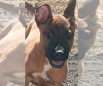Small Photo #10 Mutt Puppy For Sale in Minneapolis, MN, USA