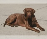 Small Photo #6 Labradoodle Puppy For Sale in OZARK, AL, USA