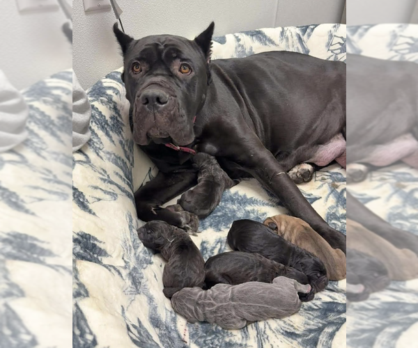 Medium Photo #3 Mutt Puppy For Sale in Brooklyn, NY, USA