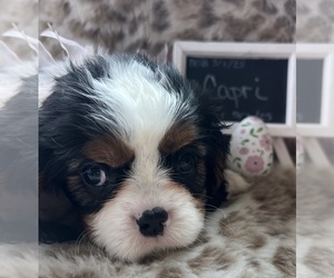Cavalier King Charles Spaniel Puppy for sale in ABILENE, TX, USA